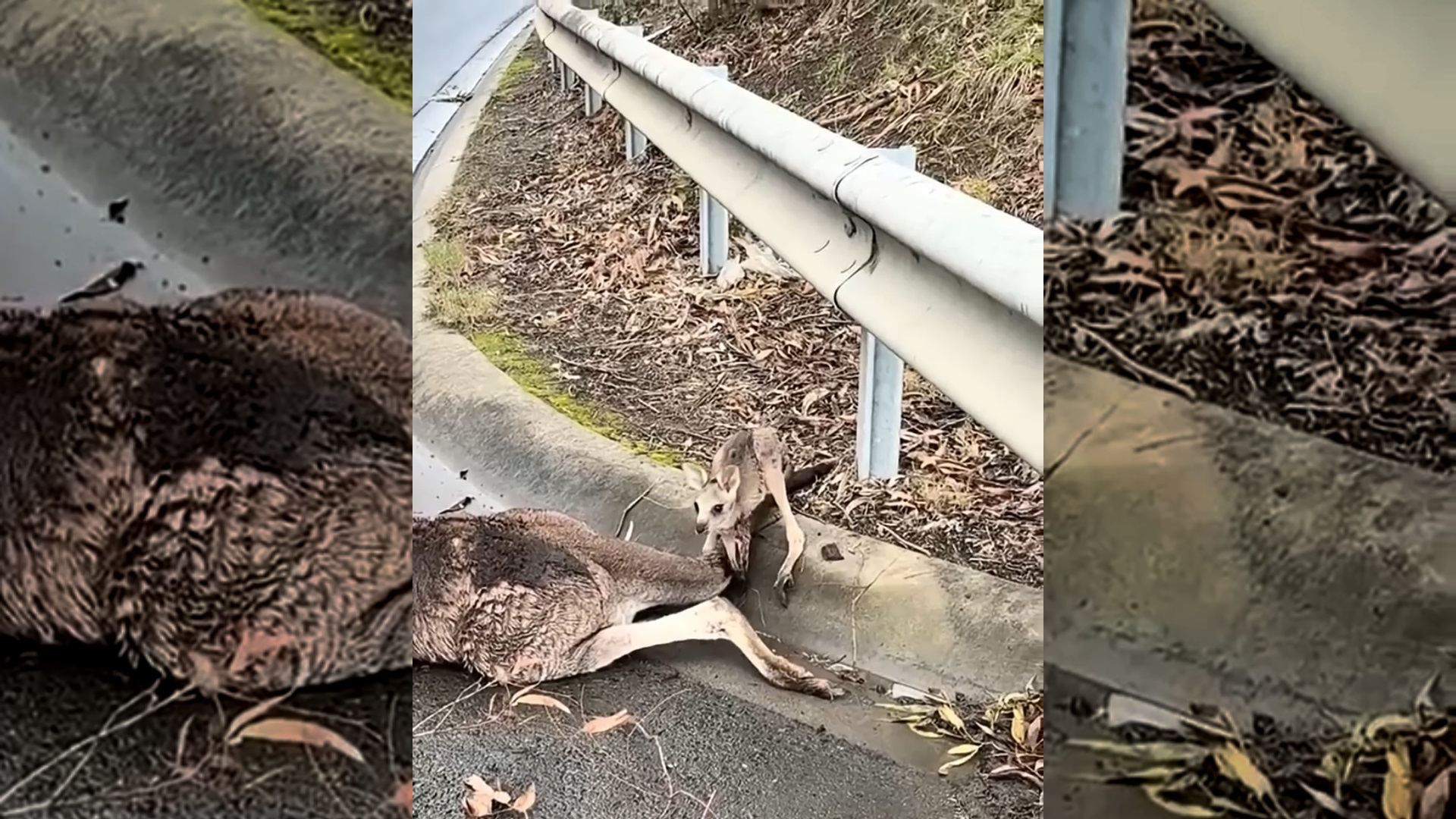 Saving a baby kangaroo who lost its mother on the highway