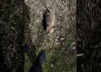 The little fox who lost its mother ran after the man in the night