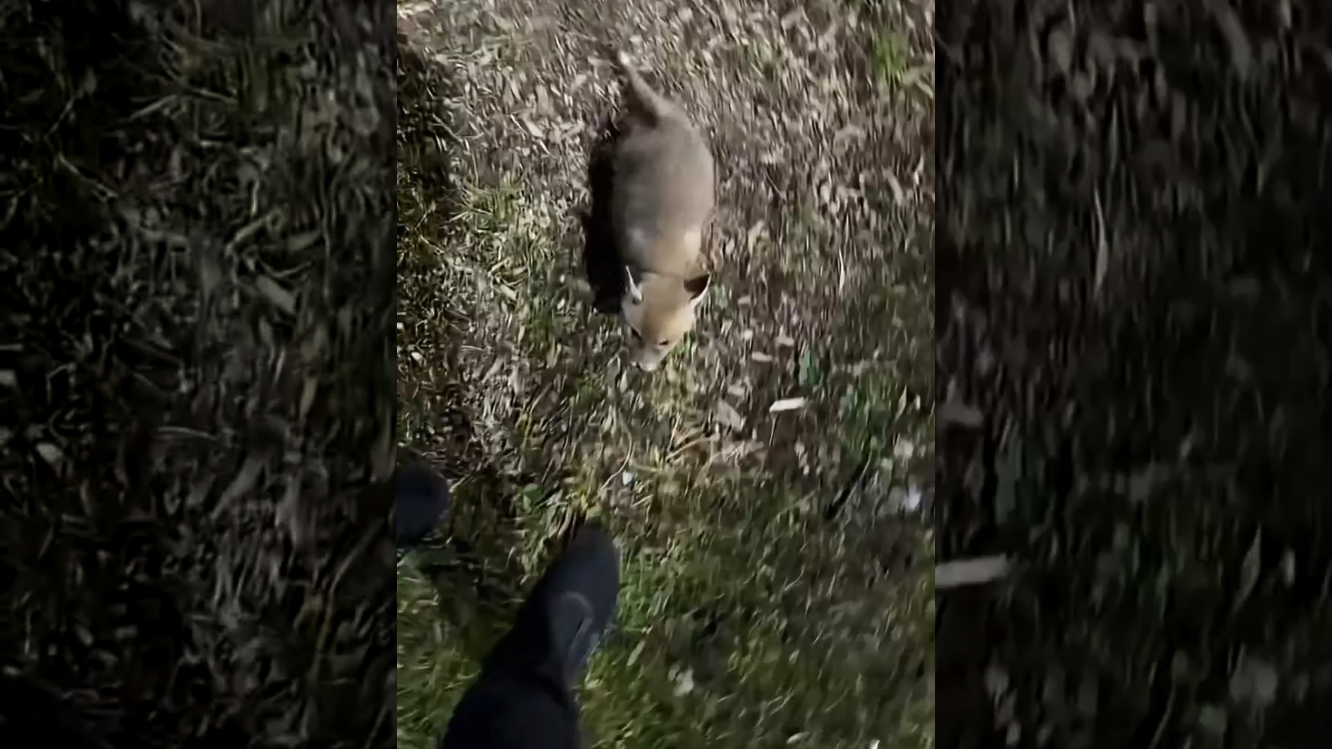 The little fox who lost its mother ran after the man in the night