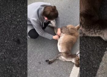 This girl found a kangaroo lying motionless on the road and then