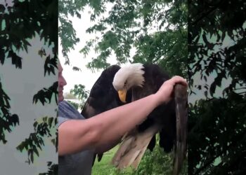 This woman found an injured eagle in her backyard and then this happened