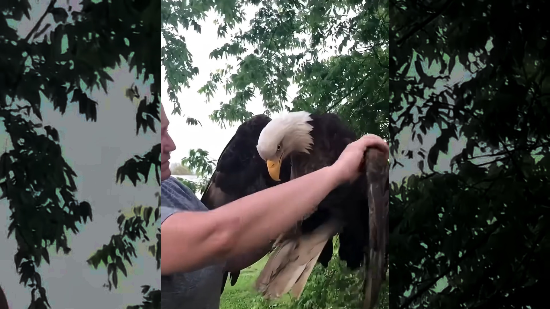 This woman found an injured eagle in her backyard and then this happened