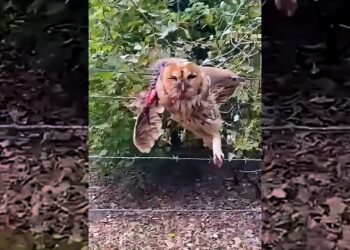 This family rescued a small owl that was stuck in a wire fence and then