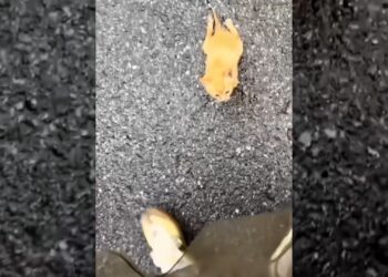 This girl rescued a kitten with a broken leg and then gave it a warm home