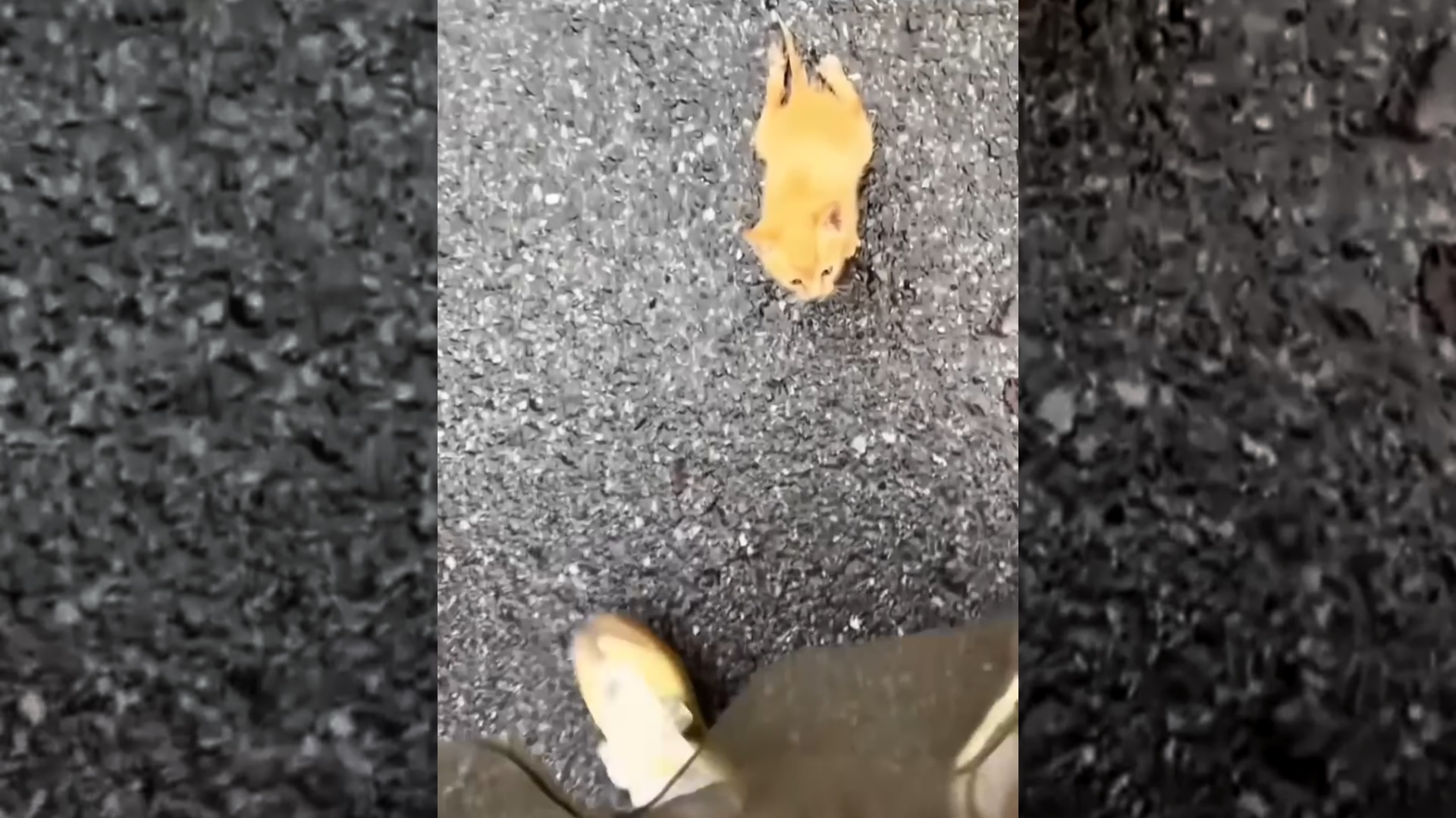 This girl rescued a kitten with a broken leg and then gave it a warm home