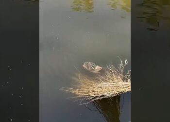 This girl rescued a hedgehog that had fallen into the river, and then