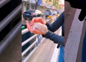 Rescue a puppy abandoned on the road