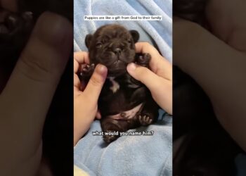 Rescued a puppy thrown in the trash, beautiful as an angel