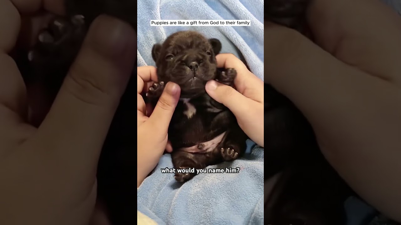 Rescued a puppy thrown in the trash, beautiful as an angel