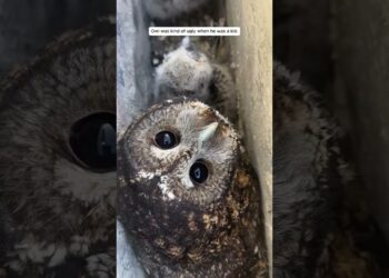 A family helped the mother owl to raise her babies