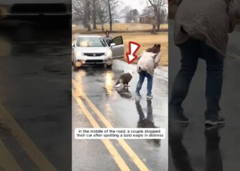 A couple rescued a bald eagle stuck on busy road