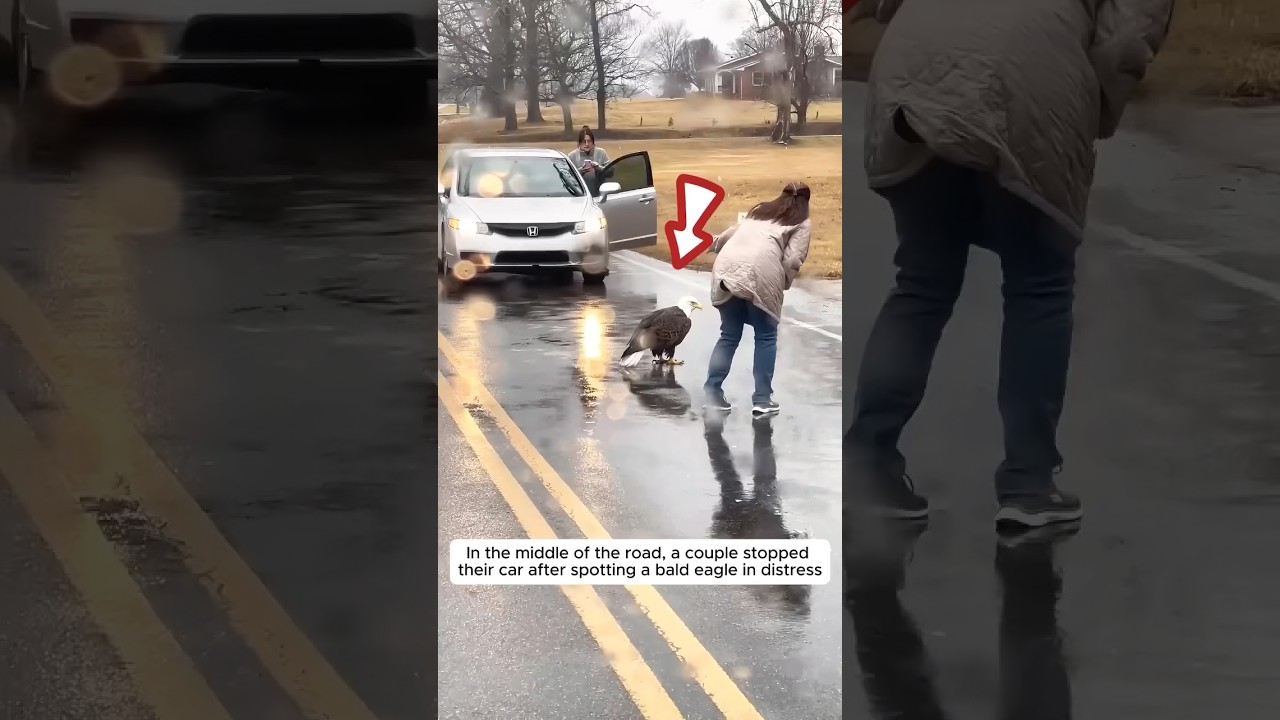 A couple rescued a bald eagle stuck on busy road