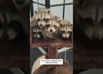 This family found 4 baby raccoons trapped under the canal and then