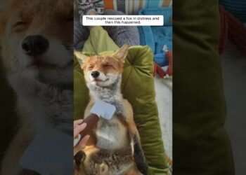 This couple rescued a fox in distress and then this happened