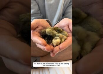 The man found abandoned baby quails among the eggshells and then
