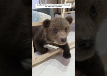 This family found a lost bear cub on the road, and then this happened