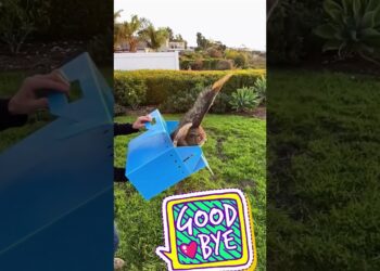 This girl saved an injured poor owl on the road and then