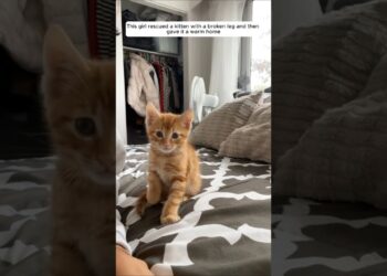This girl rescued a kitten with a broken leg and then gave it a warm home