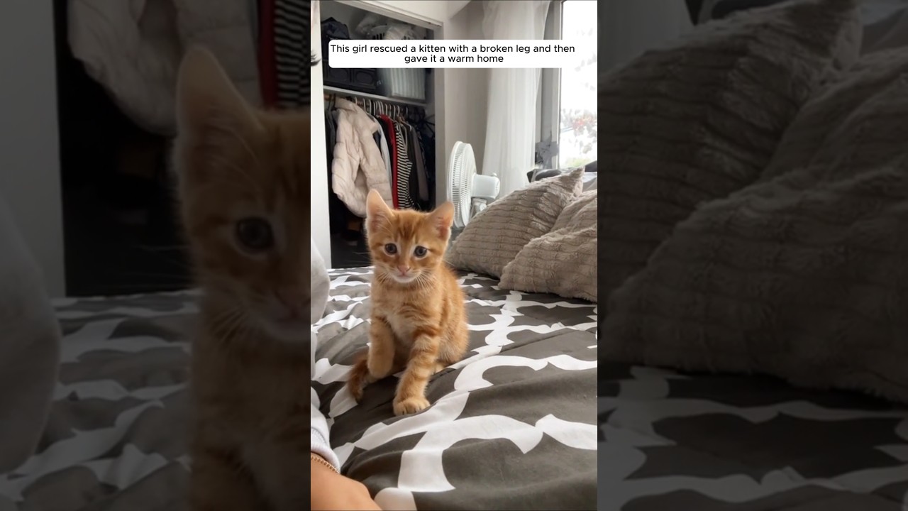 This girl rescued a kitten with a broken leg and then gave it a warm home