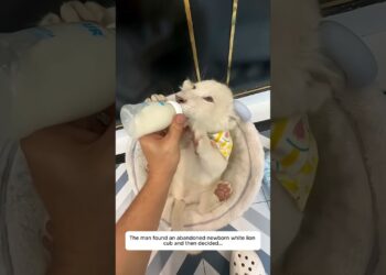 The man found an abandoned newborn white lion cub and then decided