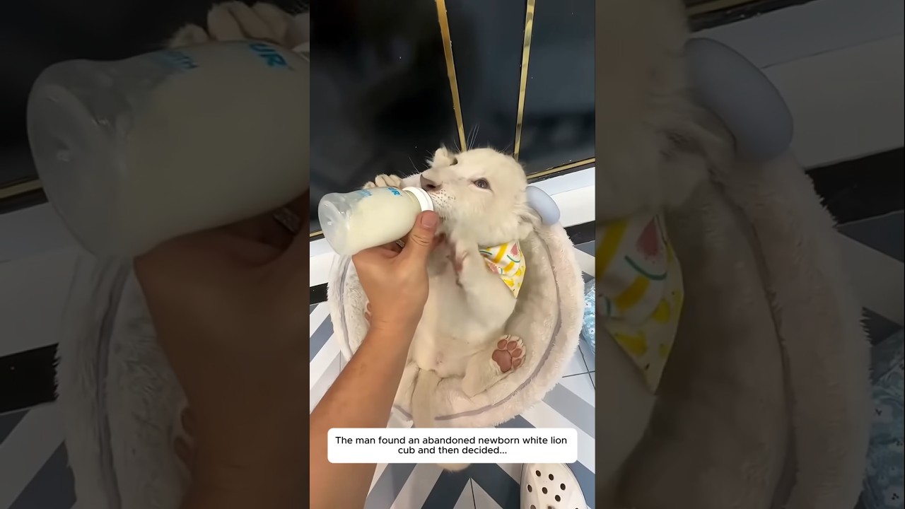 The man found an abandoned newborn white lion cub and then decided