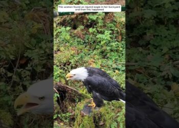 This woman found an injured eagle in her backyard and then this happened