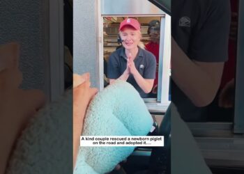 A kind couple rescued a newborn piglet on the road and adopted it