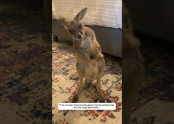 This girl found a kangaroo lying motionless on the road and then