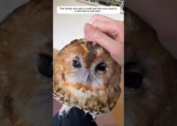This family rescued a small owl that was stuck in a wire fence and then
