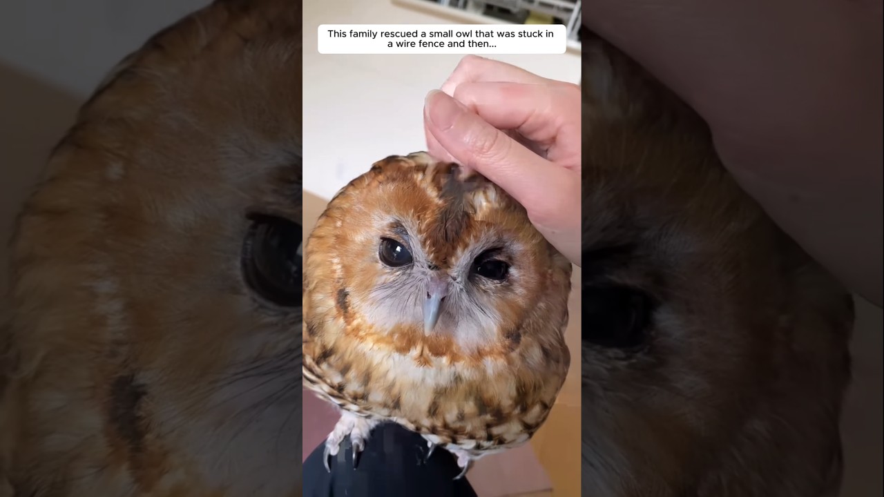 This family rescued a small owl that was stuck in a wire fence and then