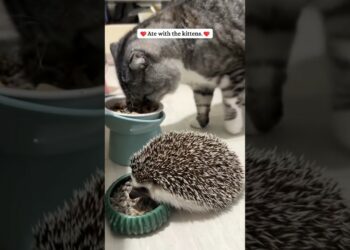 This girl rescued a hedgehog that had fallen into the river, and then