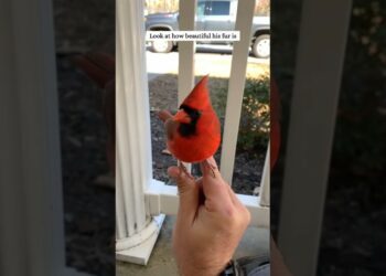 This man rescued a cardinal stuck in a fence and then decided