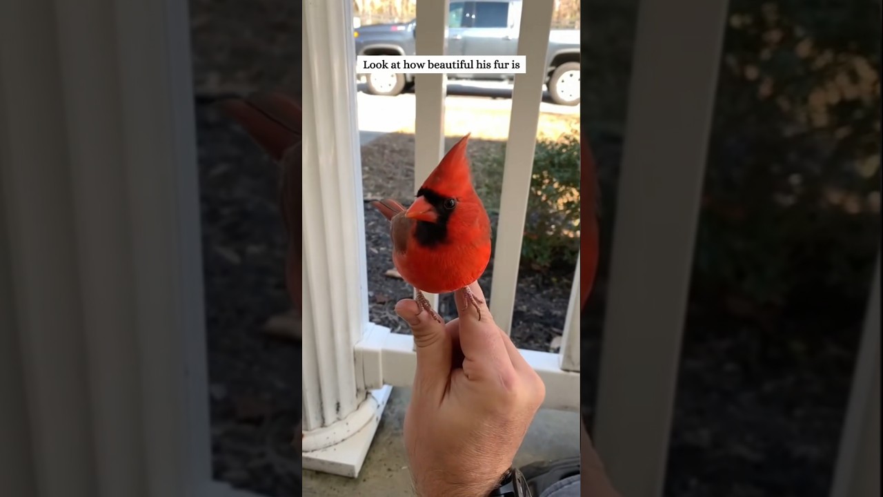 This man rescued a cardinal stuck in a fence and then decided