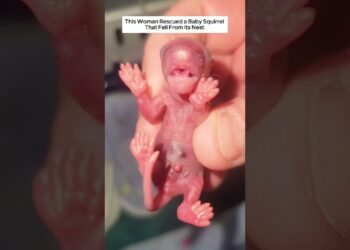 This woman rescued a baby squirrel that fell from its Nest