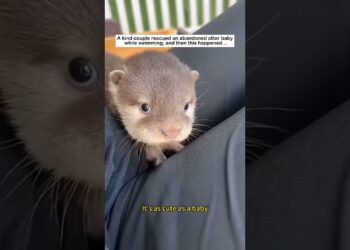 A kind couple rescued an abandoned otter baby while swimming