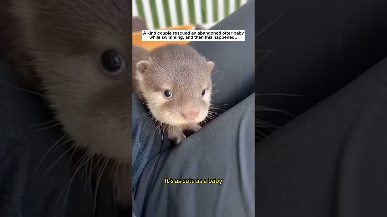 A kind couple rescued an abandoned otter baby while swimming