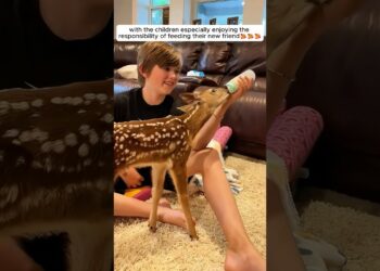 Young lady rescued a fawn and then adopted it