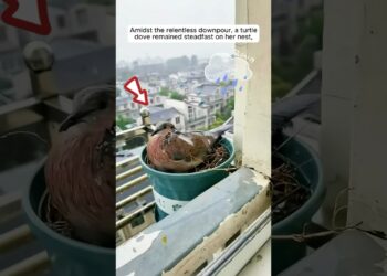 A woman helped the mother turtle dove to raise her babies
