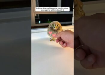 The man found an owl inside his house and then