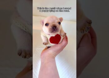 Rescue a puppy abandoned on the road