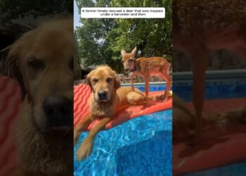 A farmer timely rescued a deer that was trapped under a harvester and then