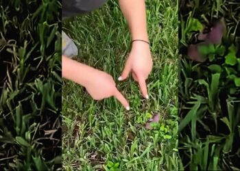 This woman rescued a baby squirrel that fell from its Nest