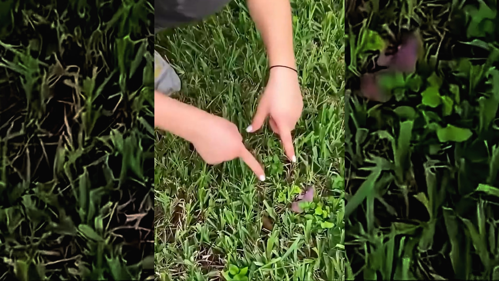 This woman rescued a baby squirrel that fell from its Nest