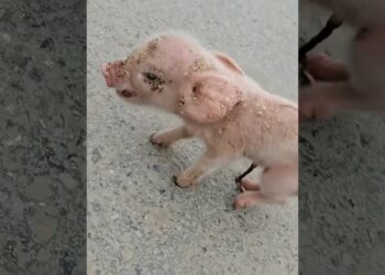 A kind couple rescued a newborn piglet on the road and adopted it