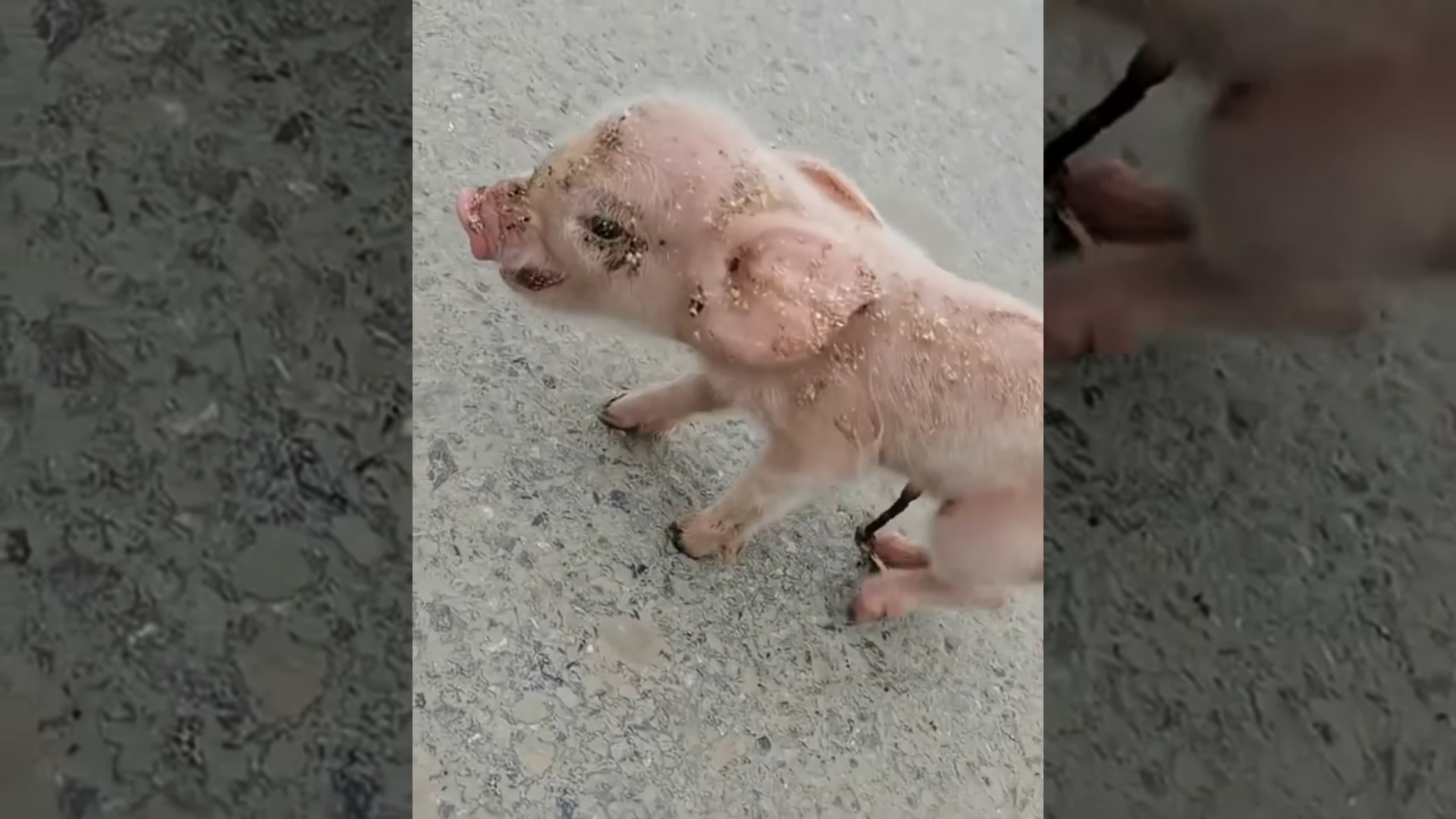 A kind couple rescued a newborn piglet on the road and adopted it