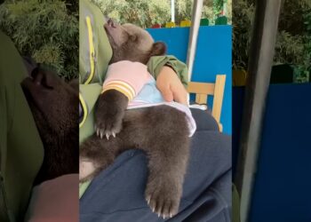This family found a lost bear cub on the road, and then this happened