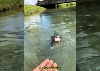 A kind couple rescued an abandoned otter baby while swimming