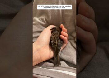 This kind woman adopted a sparrow that was perched outside her car door