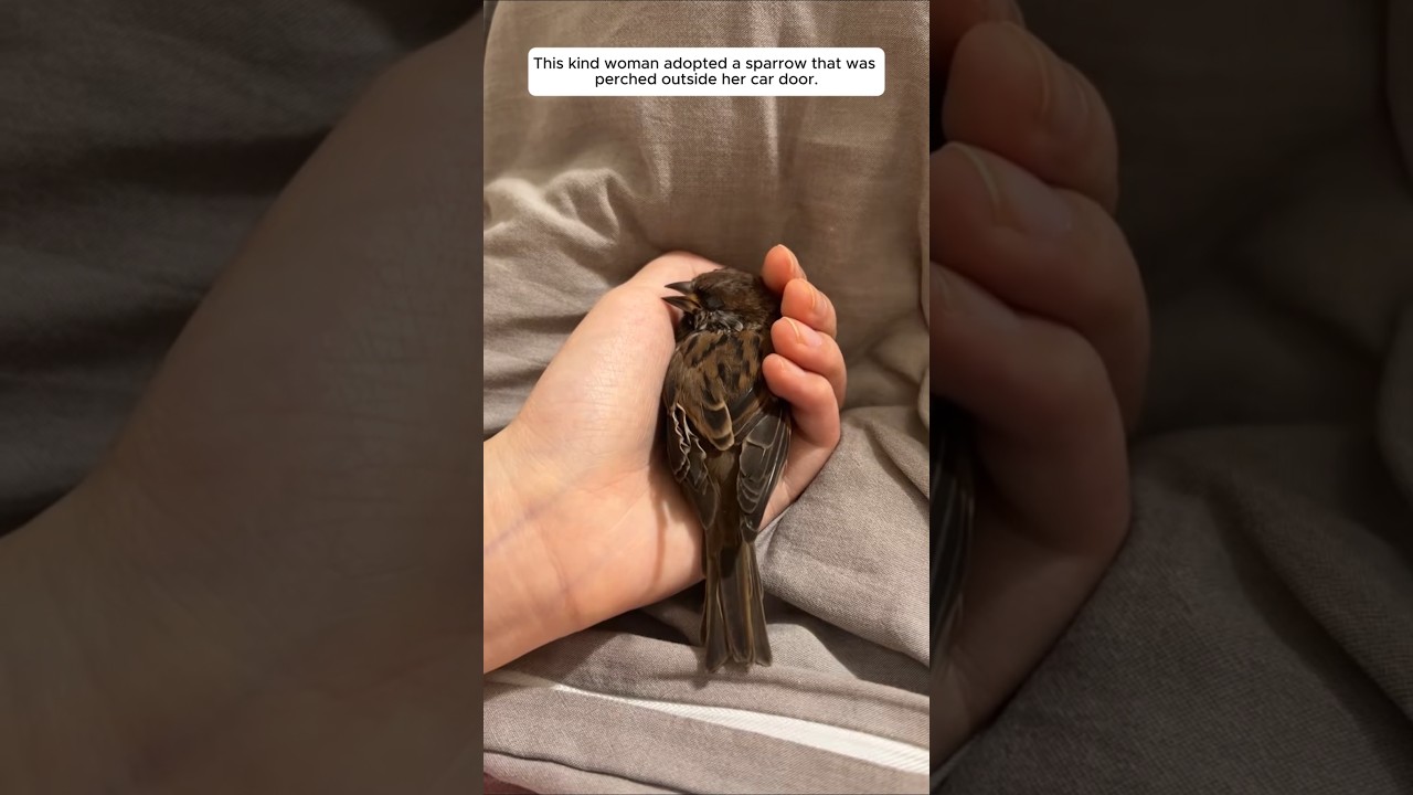 This kind woman adopted a sparrow that was perched outside her car door
