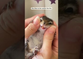 This cat brought a frail chipmunk home to its owner and then